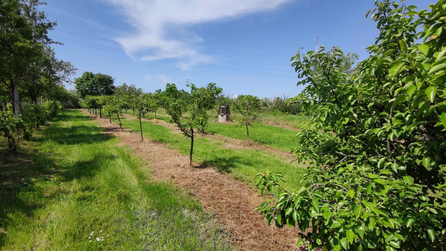 Siófok külterületi részén zártkerti ingatlan, 1679 m2 bekerített, fiatal, termő gyümölcsös (84 db körtefa), gazdasági épület építési lehetőséggel eladó