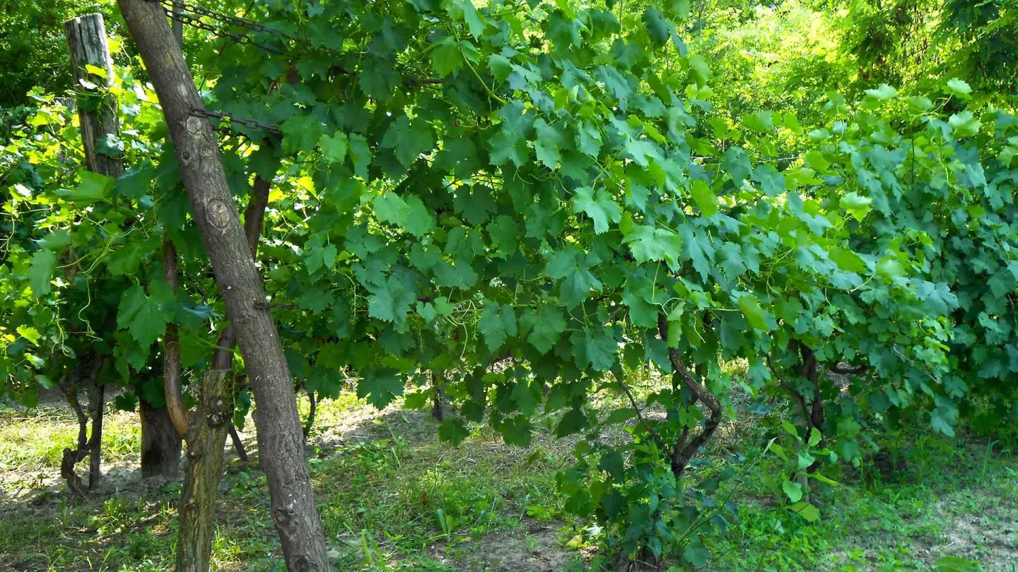  A Kishegy nem csak a környék, hanem az ország egyik legjobb bortermelő vidéke. A környéken több helyi védett épület található.