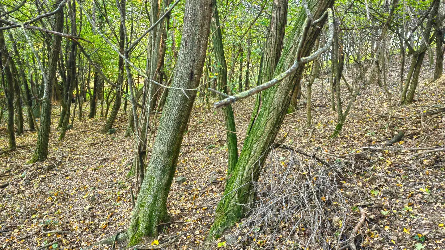 A terület, valamikor szőlő volt, de kipusztult, jelenleg beerdősödött, és ki lehet tisztítani