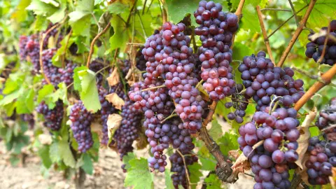 Szőlészek, borászok, kertészek! 2,4 hektár szőlő megnevezésű termőföld, Balatonvilágoson eladó.