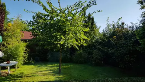 Van napsütötte rész és a fák alatt árnyékos részek