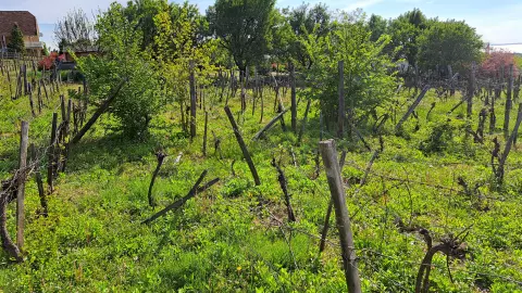 szőlő