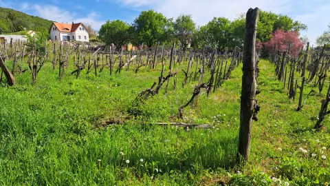 terület